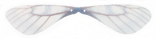 Elfenflügel aus Organza ca. 87 x 18 mm